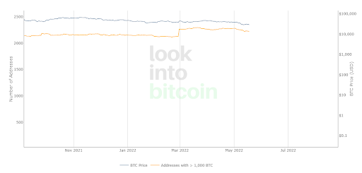 BTC Wallet Hodlers
