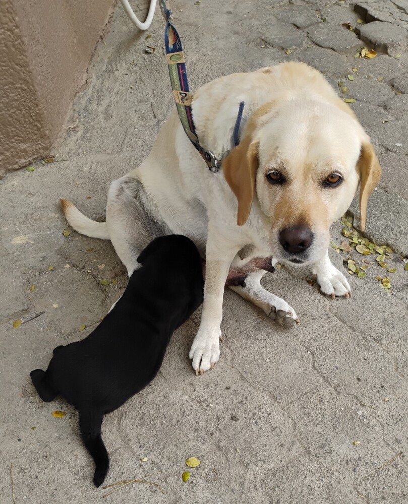 dog pet puppy