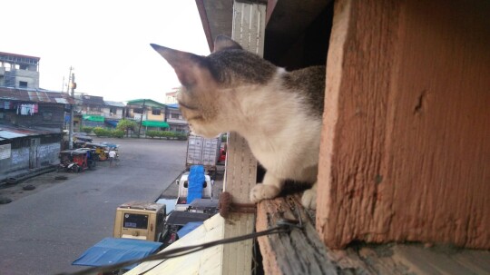 cat peeping