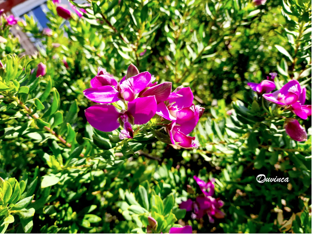 myrtifolia1
