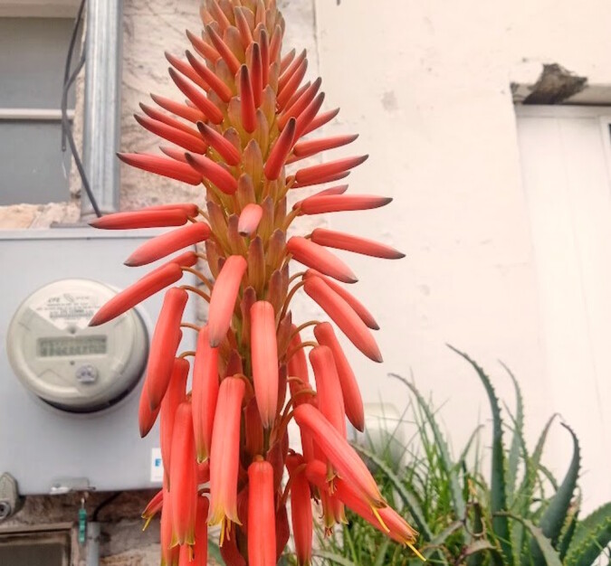 Aloe's flowers