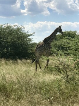 Giraffe
