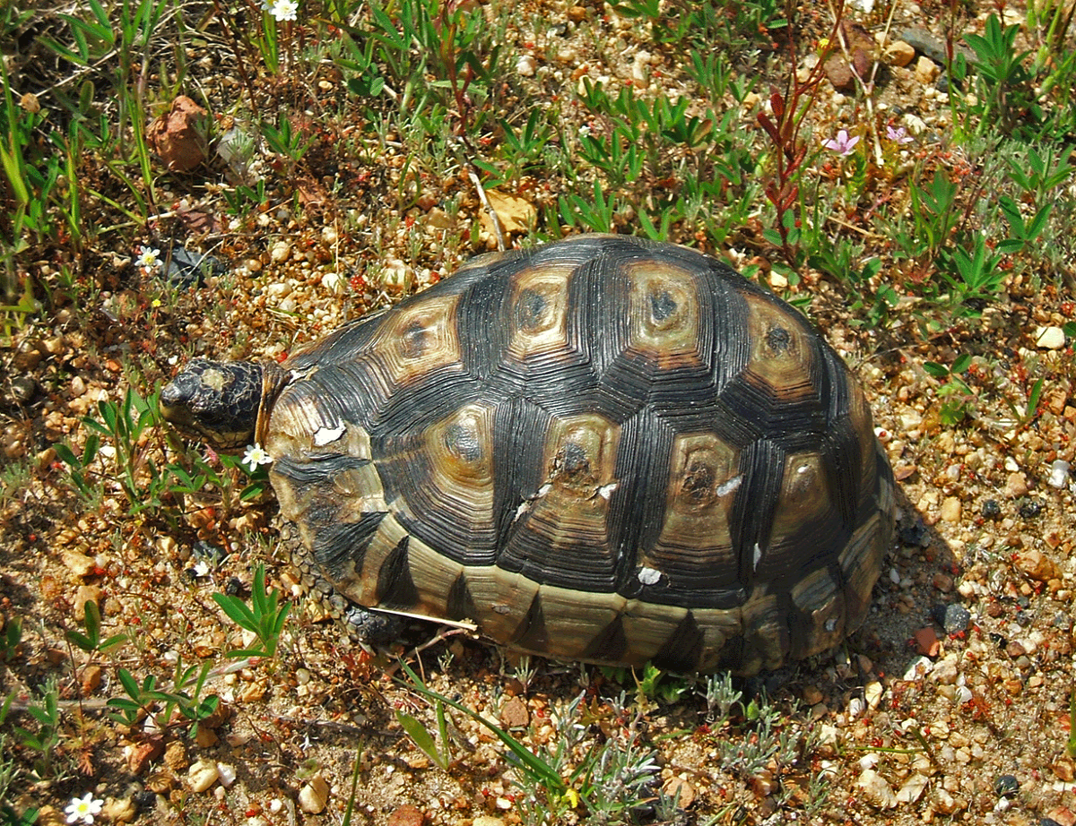 Tortoise