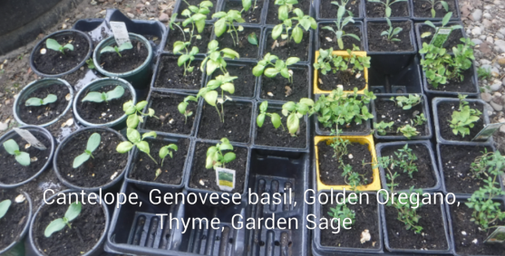 Canteloupe Basil Oregano Sage Thyme