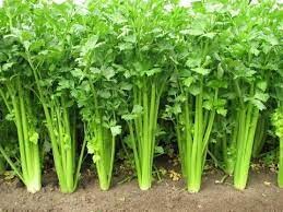 Celery