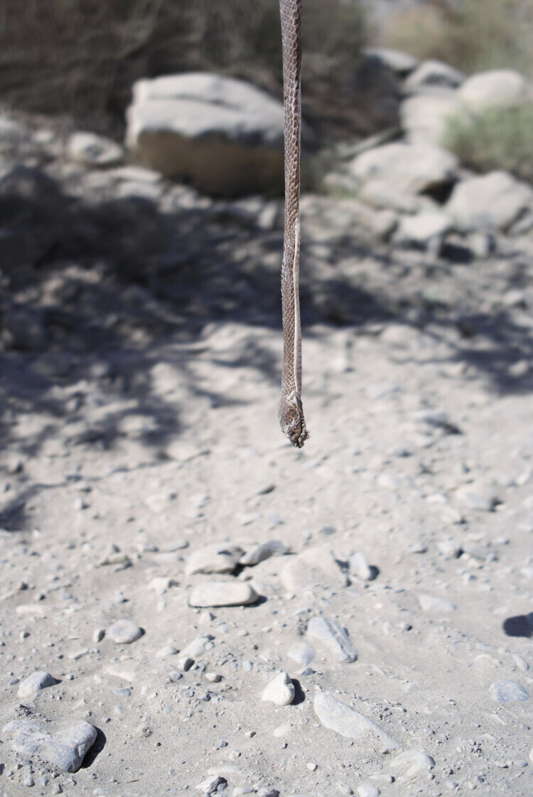 Dead Snake in Oman