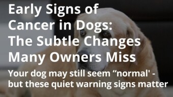 Early Signs of Cancer in Dogs: The Subtle Changes Many Owners Miss