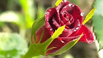 Rose Flower Photography.