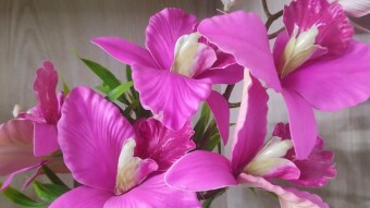 A Journey Through Artificial Flower Photography,Capturing Beauty Beyond Nature