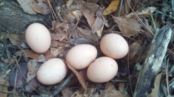 Apocalyptic Homesteading (Day 27)