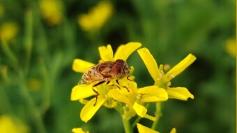 Videography of different species of flies