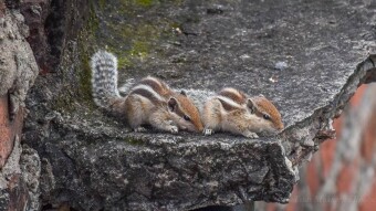 They are very Cute