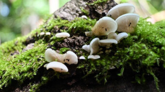 A delicate and beautiful tree mushroom - the Variable oysterling