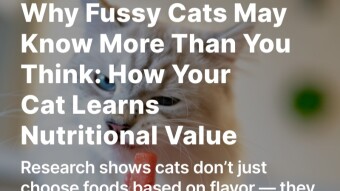 Why Fussy Cats May Know More Than You Think: How Your Cat Learns Nutritional Value