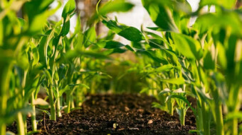 What is Yield Farming? (Exclusive Guide)