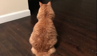 Feline Exorcism Photo Shoot
