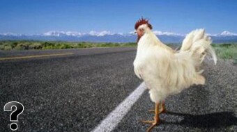 Why did the chicken cross the road?