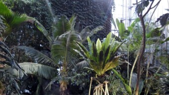 I felt like on any expedition in Asia - Not only the eyes were happy - a trip to the Palm House in Gliwice