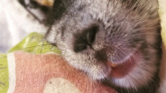 My lovely chinchillas