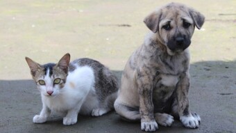 Interesting Quirky Behaviors That Help Pets Get Adopted