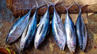 [41] The story of fisherman and The giant monsters…(Episode-07)