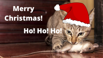 What To Do If Your Cat Brings You Gifts Like Santa Claus?