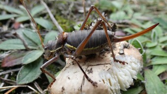 Mantis and Ephippiger terrestris. They shouldn't be here - what's going on?