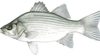Casting for White Bass: Tips and Techniques for Successful Fishing