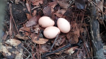 Apocalyptic Homesteading (Day 12)