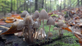 Clustered bonnet and jelly tooth - Walks in the wet beech forest