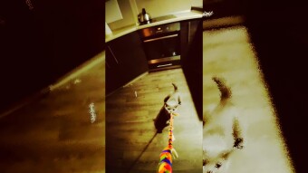 Powerful cat hunter. Barely gone
