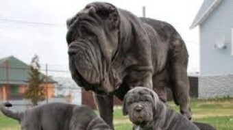Neapolitan Mastiff