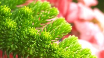 Flower photography