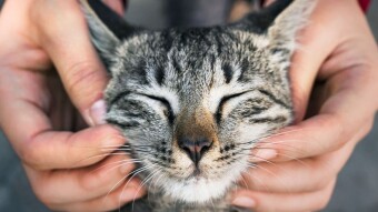Impressionable Experiences:  Childhood Innocence:  Furry Friends