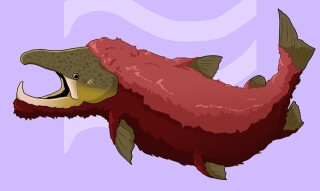 The Trout