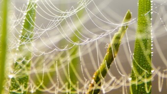 How decentralized would you want your app be?