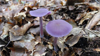 Laccaria amethystina - Fascinating mushroom shapes