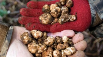 Weekly Briefing No. 55 | Hunting for Fintech Truffles