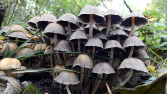 Coprinellus disseminatus - a coven of witches on a rotten tree