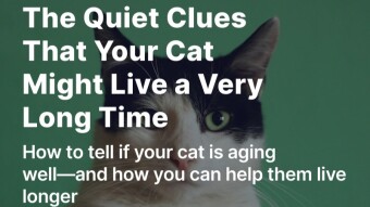 The Quiet Clues That Your Cat Might Live a Very Long Time