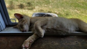 Cat in the windowsill