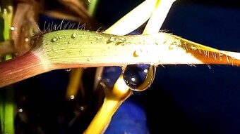 Water drop photography.