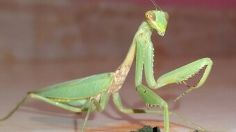 Insect photography and videography.
