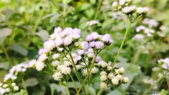 Small flower photography