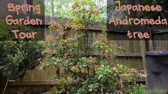Spring Garden Tour: Japanese Andromeda tree