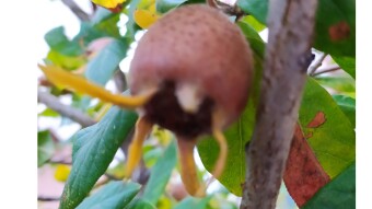 MEDLAR: Continue to write the source if heling!
