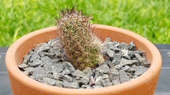 Mammillaria mazatlanensis