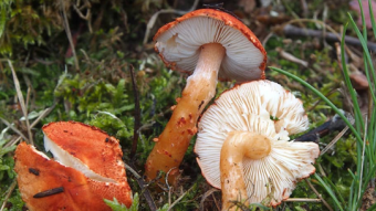 Mushrooms occurring in Europe - Cystodermella cinnabarina