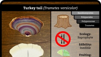 Turkey tail (Trametes versicolor)