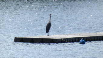 A young, timid moorhen and an experienced gray heron